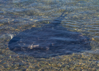 Smooth Stingray (or Short-tail Stingray) - the largest of all Australian stingrays - alongside the Mill Bay Boardwalk at Wagonga Inlet, Narooma, NSW, Australia