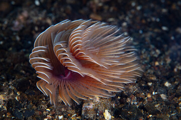 The fragile, coiled feeding tentacles of a feather duster worm wait for planktonic food to sweep within their grasp. This species lives in a calcareous tube.