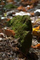 moss covered rock