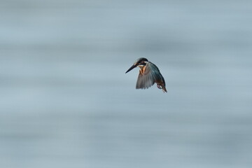 Fototapeta na wymiar kingfisher in a seashore