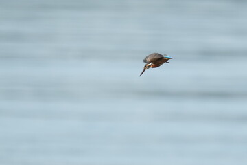 Fototapeta na wymiar kingfisher in a seashore