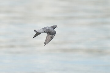 rock dove in flight