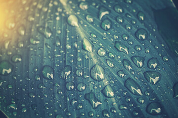 雨に濡れた葉っぱ 背景素材