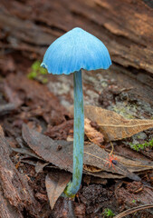Entoloma virescens (Sky-blue Pinkgill) -  NSW, Australia