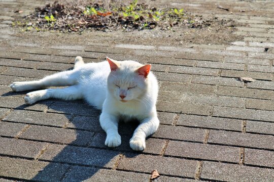陽ざしを浴びて寛いでいる野良猫　白猫　秋の公園