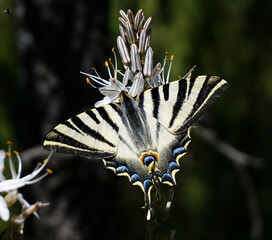 Large black and white butterfly on a white flower
