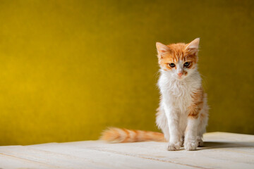 Fototapeta na wymiar cute red kitten is standing on the white wooden table