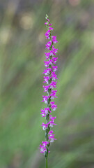 Austral Ladies' Tresses or Pink Spiral Orchid (Spiranthes australis) - endemic to eastern Australia