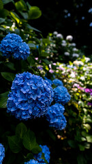 紫陽花