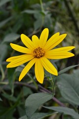 菊芋（キクイモ）の花　黄色