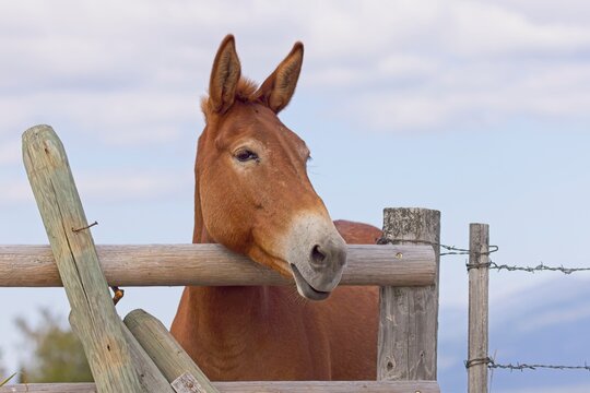 Cute portrait of a mule.