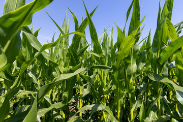 Green corn bushes in the field