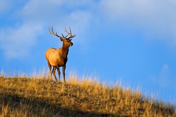 Naklejka na ściany i meble Bull elk in the morning light.