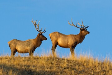 Bull elk standing in the morning light.