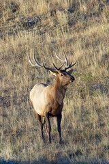 Large elk in a dry and grassy field.