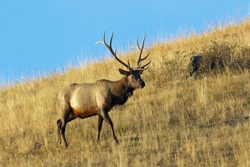 Bull elk walking on side of a hill.