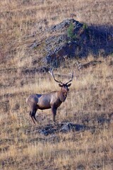 Bull elk on a hill portraiture.
