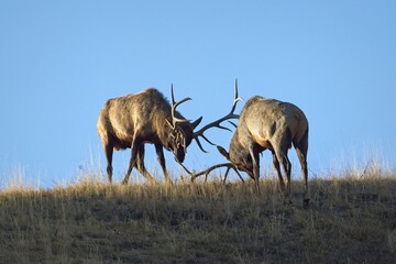 Naklejka na ściany i meble Large bull elk dual during the rut.