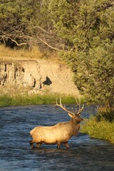 Bull elk in a river near the shore.