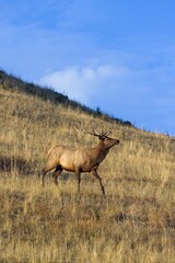Elk walking in the morning light.