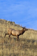 Portraiture of elk running down a hill.