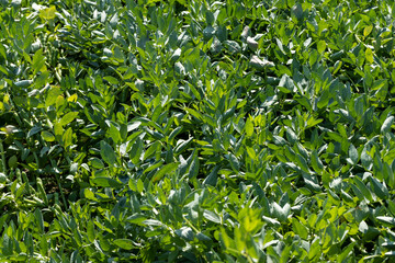 Green beans in sunny windy weather