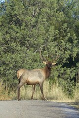 Elk looks back while crossing a raod.