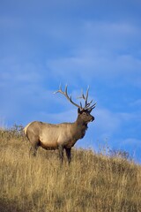 Naklejka na ściany i meble Elk on a hill against a blue sky.