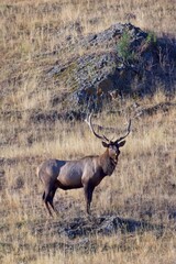 Portraiture of a majestic bull elk.