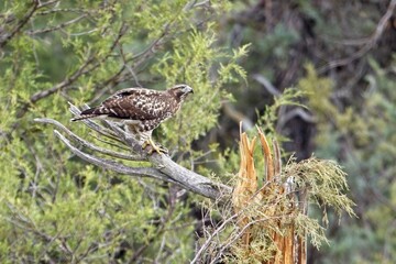 Hawk perched on a barren branch.