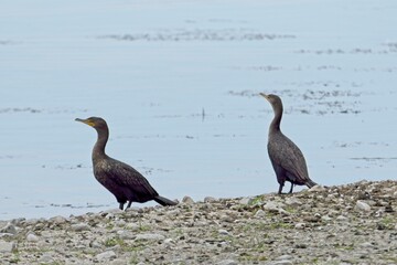 Cormorants on the rocky shoreline.