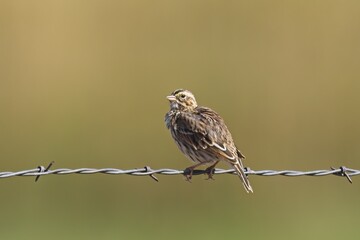 Savannah Sparrow perched on wire fence.