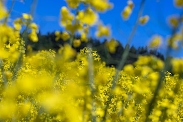 Yellow-flowering rapeseed in the summer