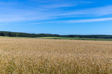 Fields with ripening unripe wheat
