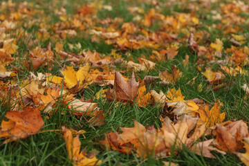 Dry leaves on green grass in autumn, closeup