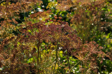 Dry dill flowers outdoors on sunny day, closeup