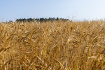 ripe wheat harvest in summer
