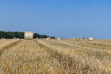 Fototapeta premium twisted straw stacks after harvest