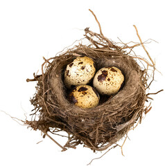 Quail eggs in nest isolated on white background