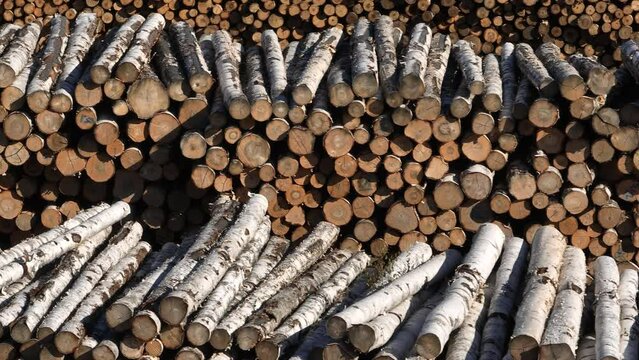Storage of birch logs in a lumber warehouse. Logging. Production of wood products. Raw materials for the production of plywood. A bunch of birch wood. Forestry industry.
