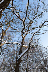 Deciduous trees in the snow in winter