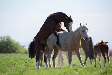 Obraz na płótnie Canvas free horses. horse nature. horses. horses in the field. horse puppies. nature. natural landscape. Argentina