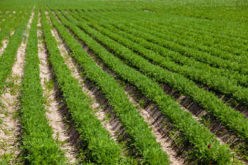 Fototapeta na wymiar An agricultural field where a large number of carrots grow