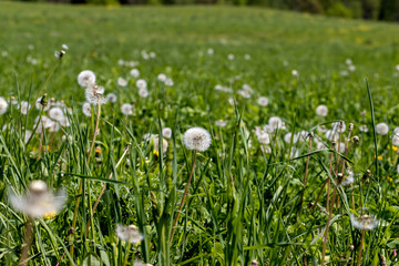 A field with a large number of dandelions in the summer