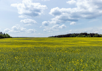 Fototapeta premium Yellow-flowering rapeseed in the summer