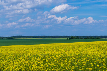 Obraz premium Yellow-flowering rapeseed in the summer