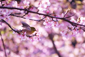 桜の枝の上で羽を広げる可愛いメジロ