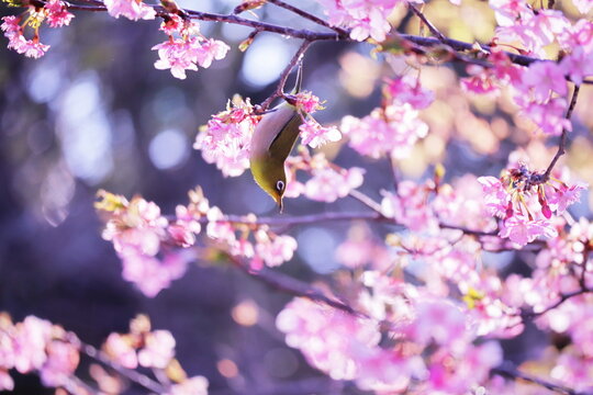美しい春の桜と可愛いメジロ