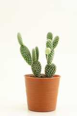 Closeup of little Beautiful Colorful Opuntia microdasys or Bunny ears cactus in plastic pot on white background..
