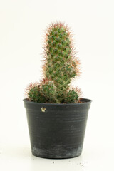 Mammillaria schumannii on white background. Cactus Mammillaria Schumannii tall in pot.